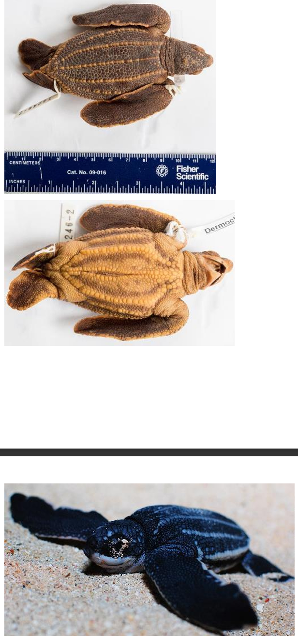 <p>Leatherback Sea Turtle order & suborder</p>