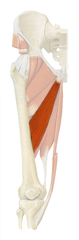 <p>external surface of body of pubis</p>