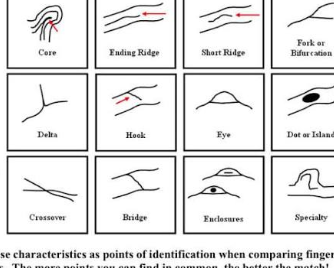 <p>Most/Least frequent Minutiae</p>