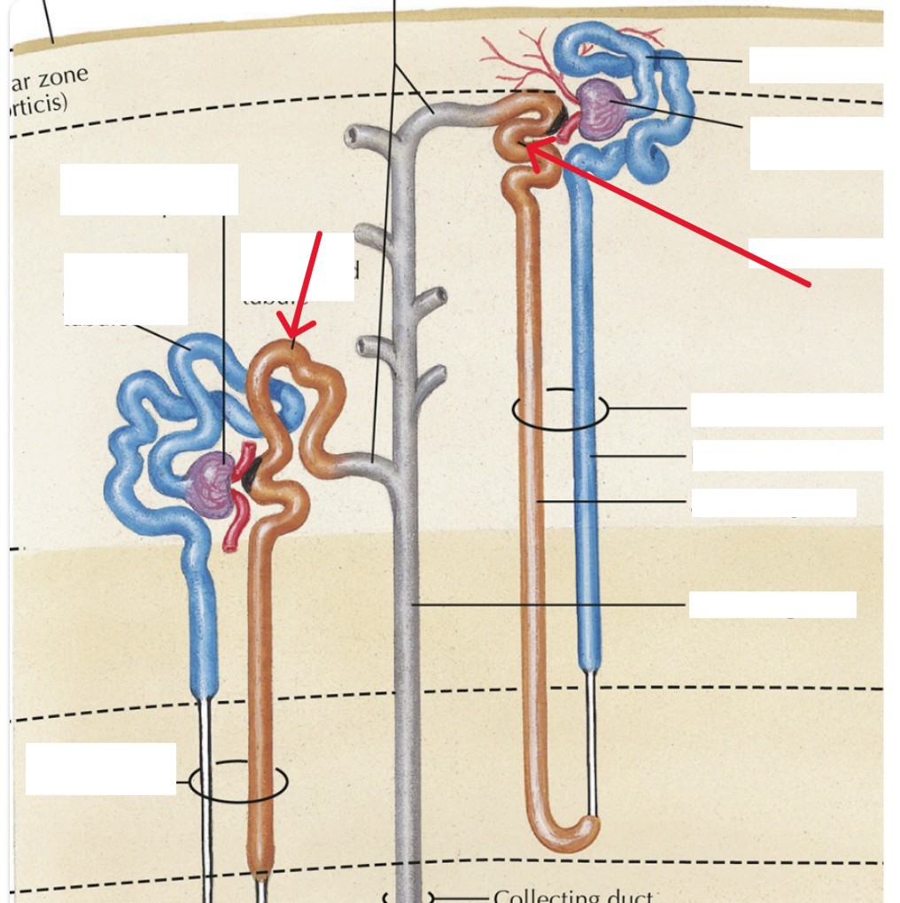 <p>Which part of the nephron:</p><ul><li><p>Distal to PCT, red</p></li></ul><p></p>