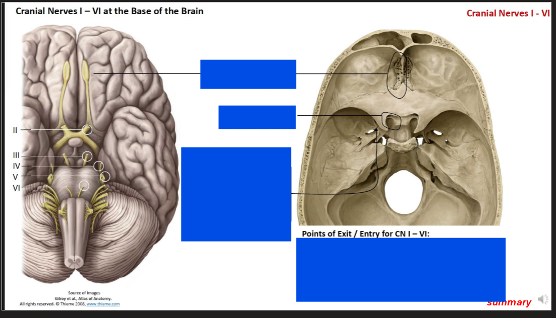 <p>Label the exits of the brain and which nerve exits from them </p>