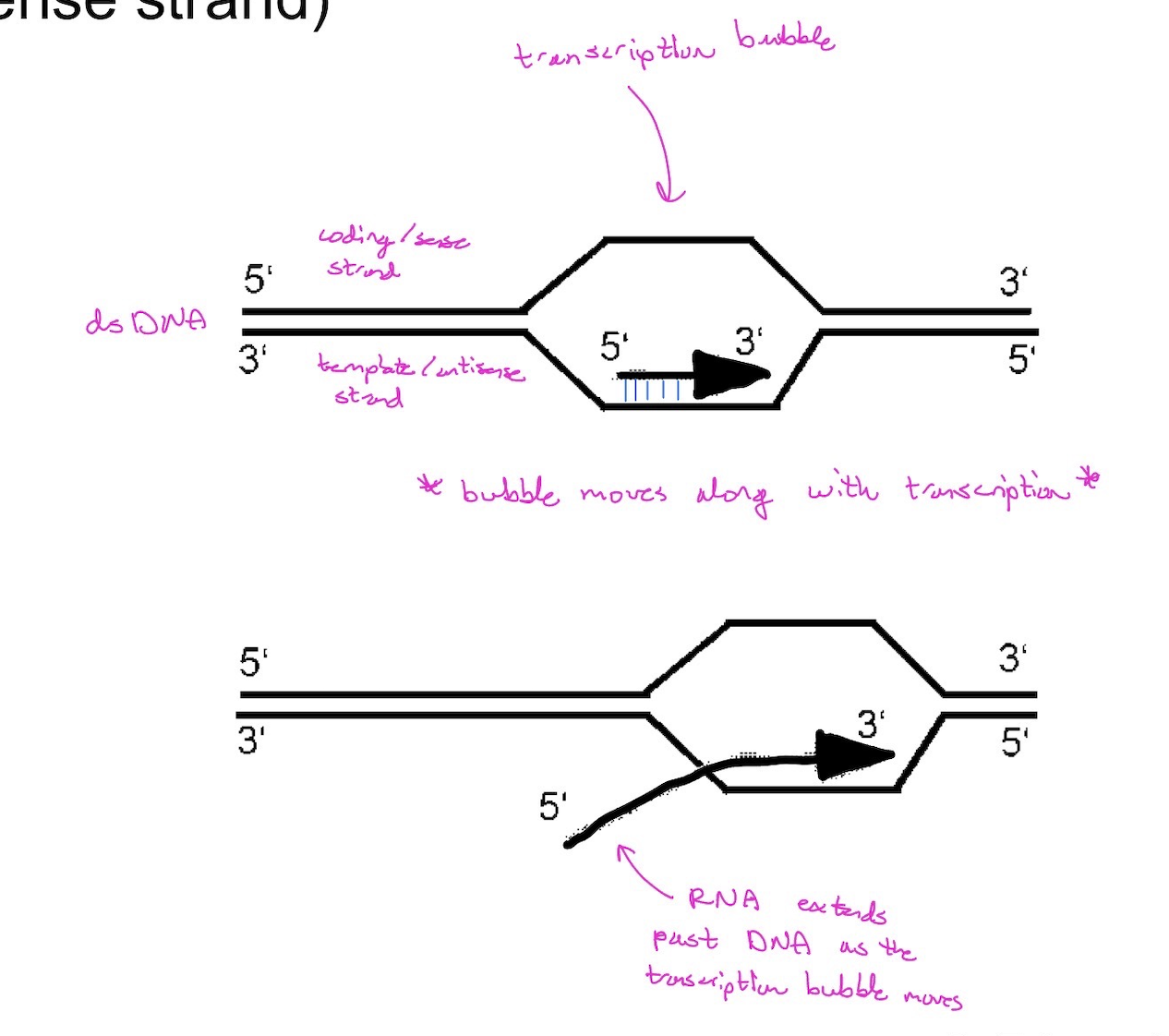<p>1. Requires a DNA template, ribonucleoside triphosphates (ATP, CTP, GTP, and UTP) and an RNA polymerase —> only one RNA P in prokaryotes so we dont have to specify</p><p>2. Synthesis of RNA proceeds 5’ - 3’</p><p>3. NO Primer – this allows RNA to serve as the primer for DNA synthesis!</p><p>4. Possible proofreading, though it is limited and not entirely necessary because the product is not passed on to progeny. Further, it generally has a short ½ life… it is used and destroyed.</p><p>5. Template is conserved, it is neither “used up” nor changed</p><p>6. Process – overview:</p><ul><li><p>dsDNA opens to form a “bubble”</p></li><li><p>As RNA is made, it stays paired with the DNA</p></li><li><p>As the polymerase moves on the DNA duplex recloses, the bubble moves to the right, and the RNA extends out beyond the DNA-polymerase complex.</p></li><li><p>Product RNA strand is complementary to the template DNA strand (also called the antisense strand, and it reads the “same” as the non-template DNA strand (also called the coding strand or the sense strand)</p></li></ul><p></p>