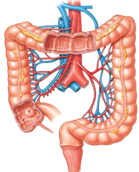 knowt flashcard image
