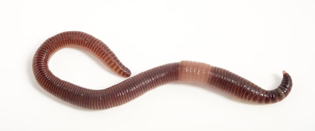 <p>What type of Nervous System?</p>