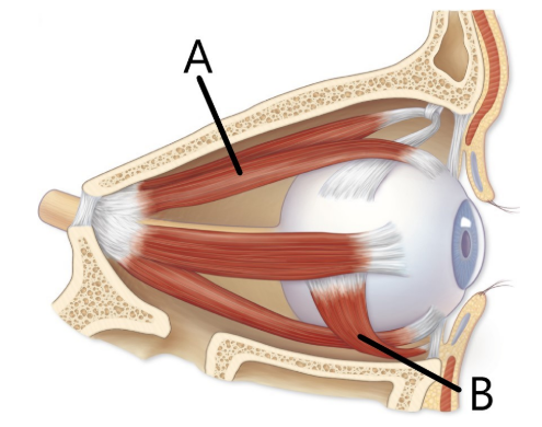 <p>Identify the extrinsic eye muscles of the right eye, lateral view</p>