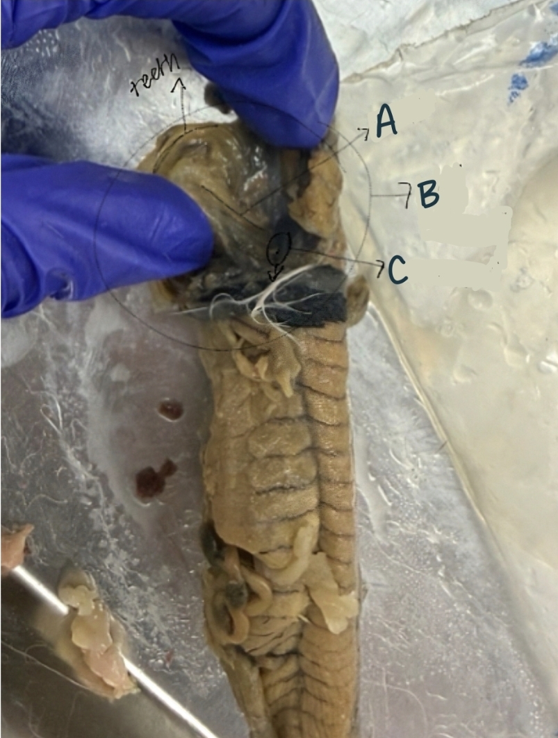<p>A -- found as small line on the dorsal side of the jaw; connects the oral cavity to the esophagus, primarily facilitating ingestion and initial digestion (passageway for food)</p>