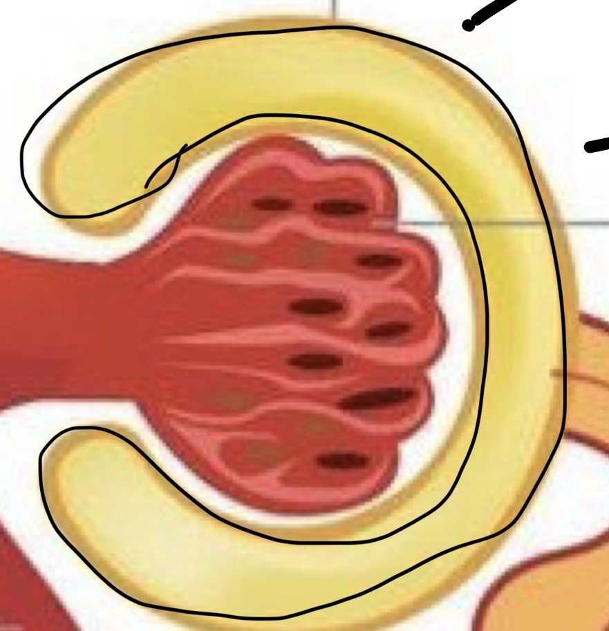 <p>Surrounds glomerulus (Aka: glomerular capsule)</p><p>Where water, salts, glucose and wastes are pushed into from blood filtering</p><p></p>
