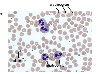 <p>cytoplastic fragments from a larger cell, anucleate, very small, assist with blood clotting</p>