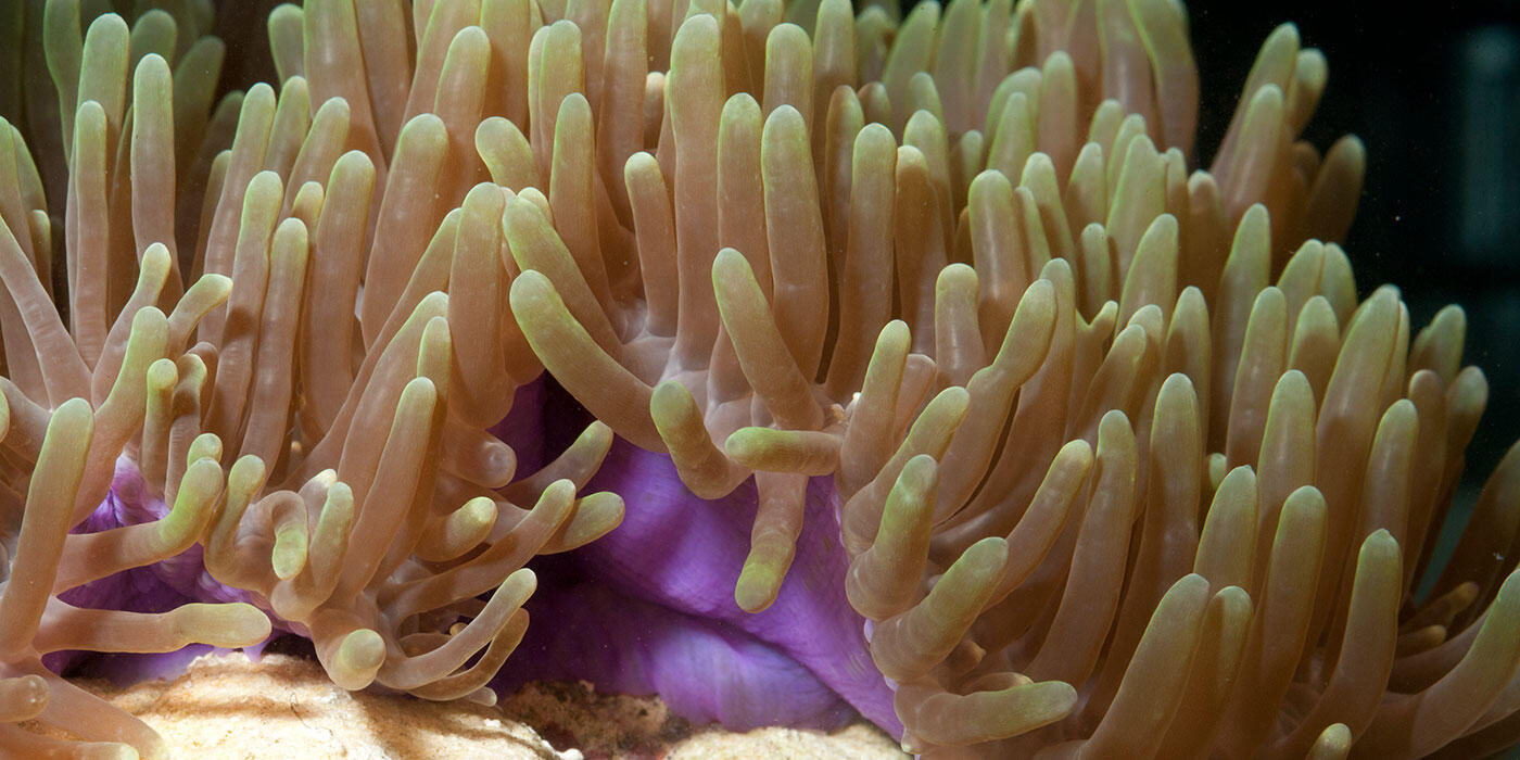 <p>6,000 sp. (sea anemones, sea fans, most corals); polyps only!!</p>