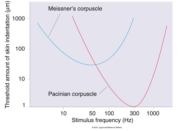 <ul><li><p><span style="background-color: transparent;">Texture sense and pitch sense vary according to the frequency of vibration</span></p></li><li><p><span style="background-color: transparent;">Tuning Curves measure sensitivity to varying frequency of stimulation</span></p></li><li><p><span style="background-color: transparent;">Meissner’s is more broadly tuned, less sensitive, and less rapidly adapting compared to Pacinian</span></p></li></ul><p></p>