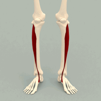 <p><strong>Ursprung</strong></p><p>Anteriort proximalt tibia</p><p>Membrana interossea</p><p></p><p><strong>Fäste</strong></p><p>Basen på cuneiforme I</p><p>Basen på metatarsale I</p><p></p><p><strong>Funktion</strong></p><p>Dorsalflexion</p><p>Inversion</p>