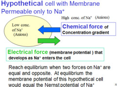 <p>Na+ diffuses into the cell until the chemical foce due the concentration gradient is opposed by sufficeinet electrical force due to the membrane potential to proevent any more net diffusion. This is the value of electircal force is called Nernst potnetial for sodium or equilibrium potneial for sodium.</p>