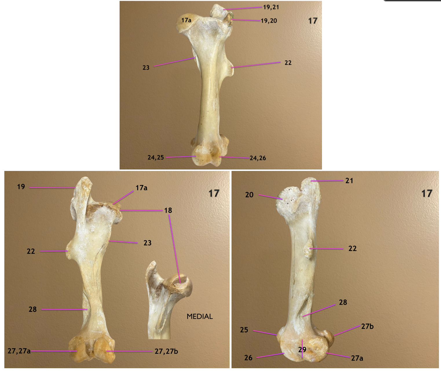 <p>pic 1: cranial view</p><p>pic 2: caudal view</p><p>pic 3: lateral view</p><p>.</p><p>name this bone: 17</p><p>label 17a, 18, 19</p>
