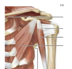<p>What muscle is this?</p>