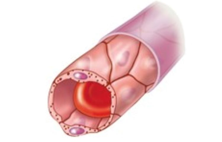 <p>Continuous Capillaries</p>