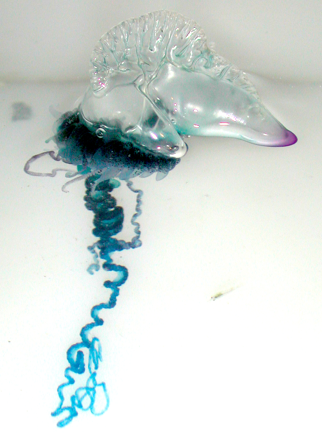 <p>class hydrozoa</p>