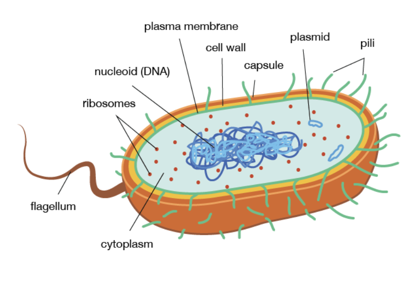<p>Phospholipid bilayer</p>