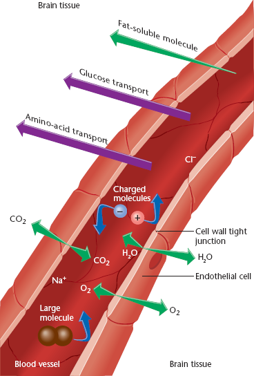 <p>It <span>depends on the endothelial cells that form the walls of the capillaries </span></p>