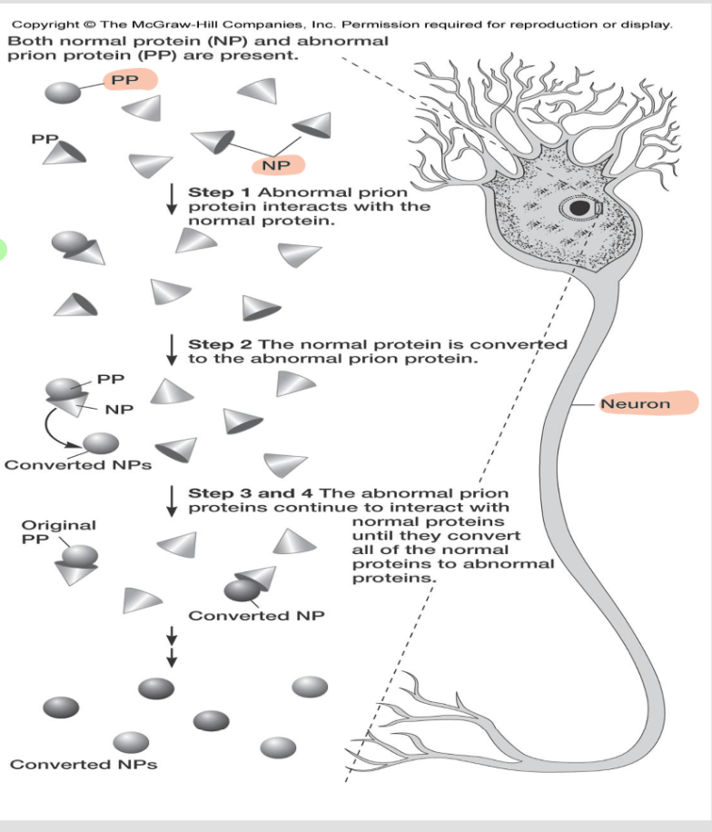 <p>prions</p>