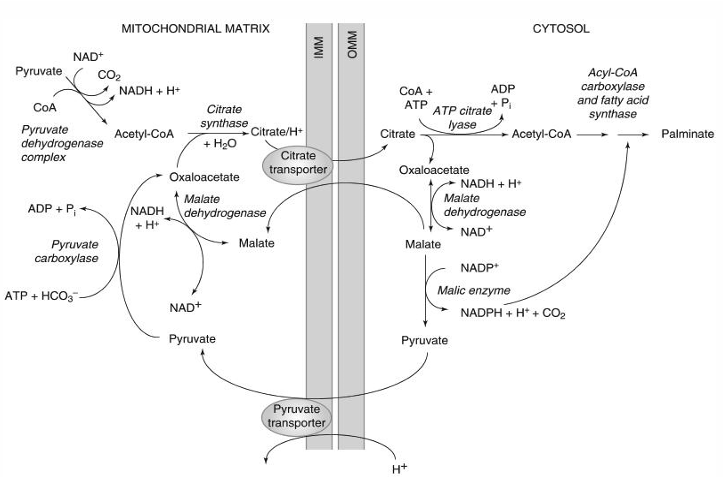 <p>malic enzyme </p>