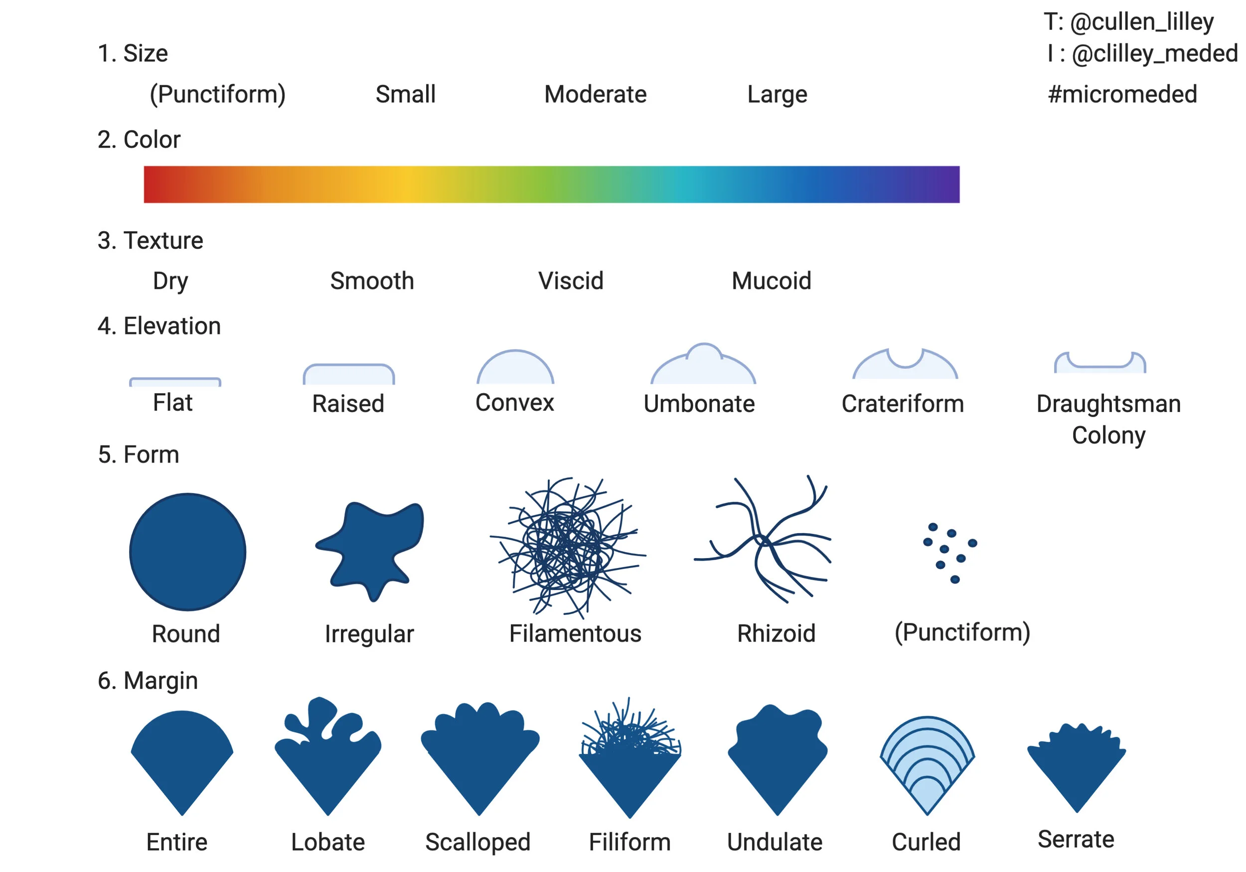 colony culture morphology