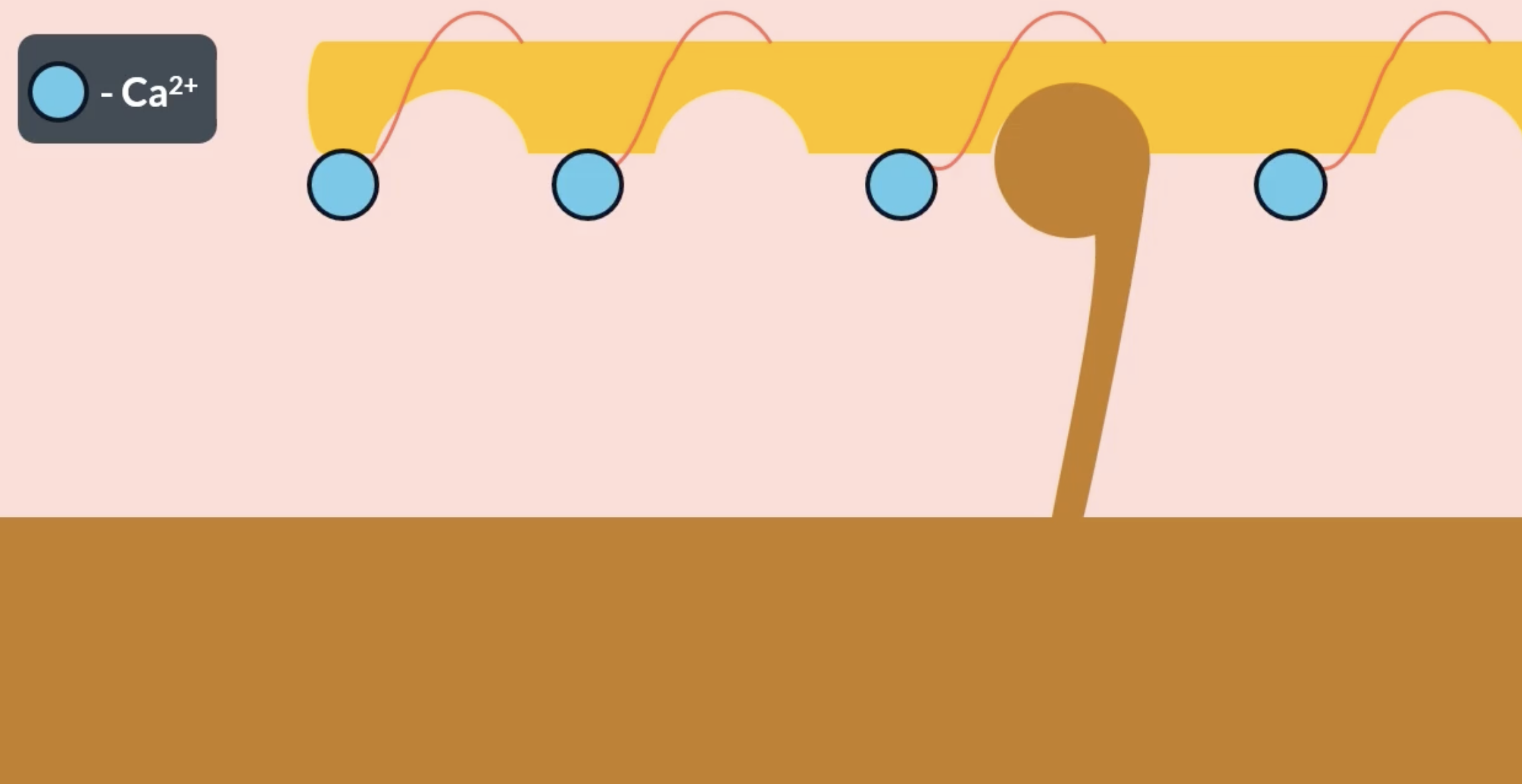 <p>actin has complementary binding sites for the myosin heads which are usually covered by the tropomyosin chain. as the result of an action potential, Ca2+ ions arrive at the actin and bind to troponin (found on the actin filament). the presence of the Ca2+ ions trigger tropomyosin to change shape and move away from the binding site, allowing the myosin head to attach </p><p>when the myosin head successfully binds to the actin binding site = actinomyosin bridge is formed</p>