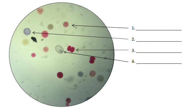 <p>Name the cell stages</p>