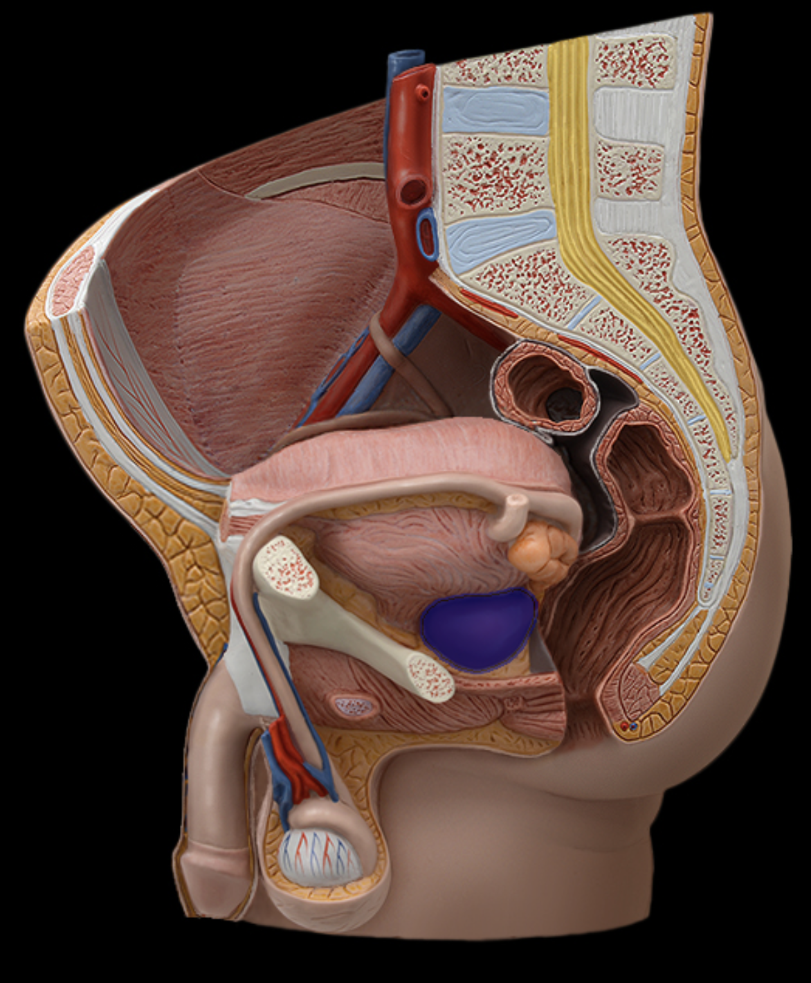 <p>prostate gland</p>