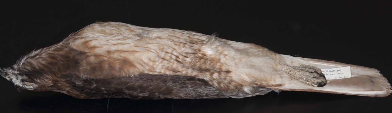 <p>Red-tailed Hawk</p>