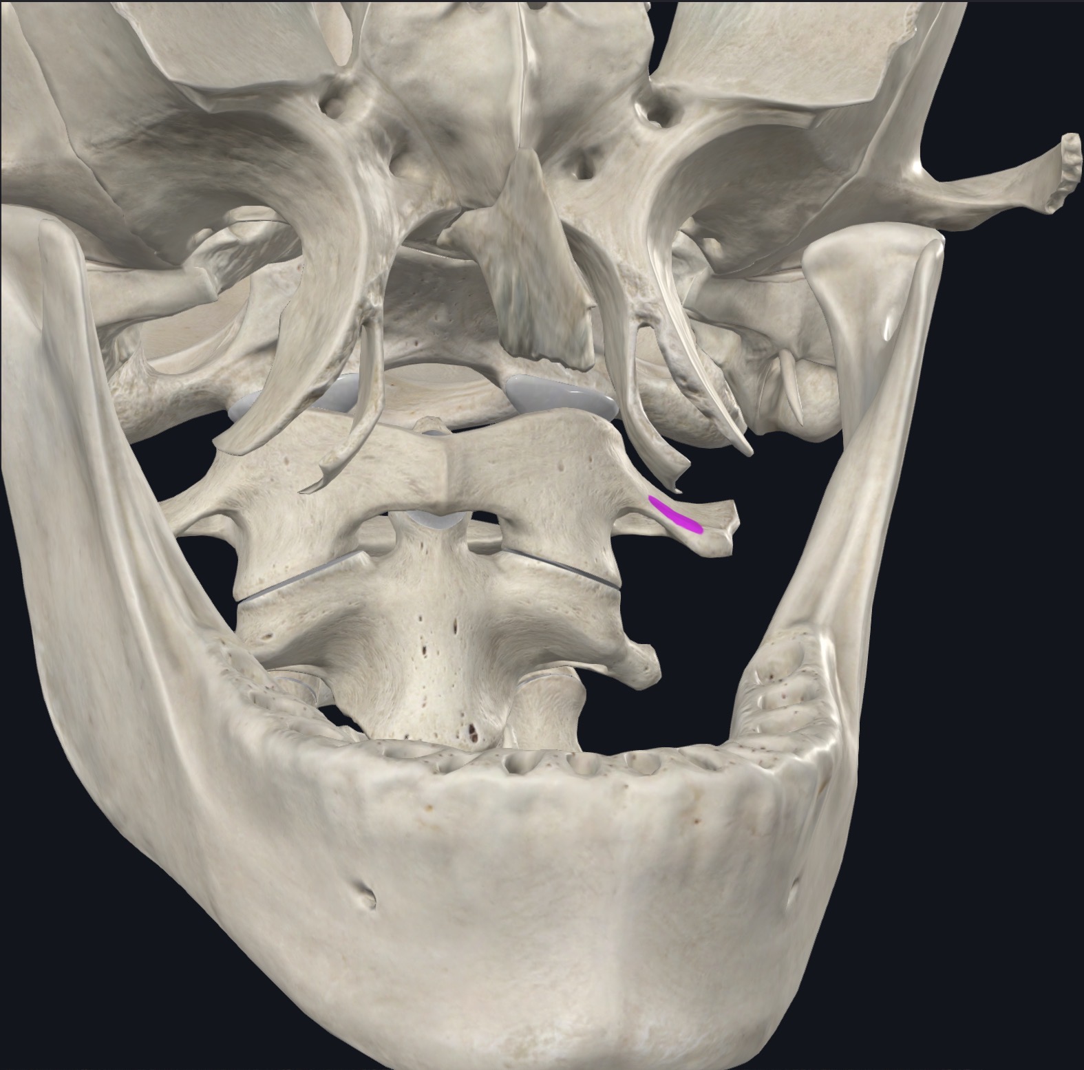 <p>Anterior surface of lateral mass of atlas</p>