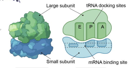<p>Large and small subunits</p>