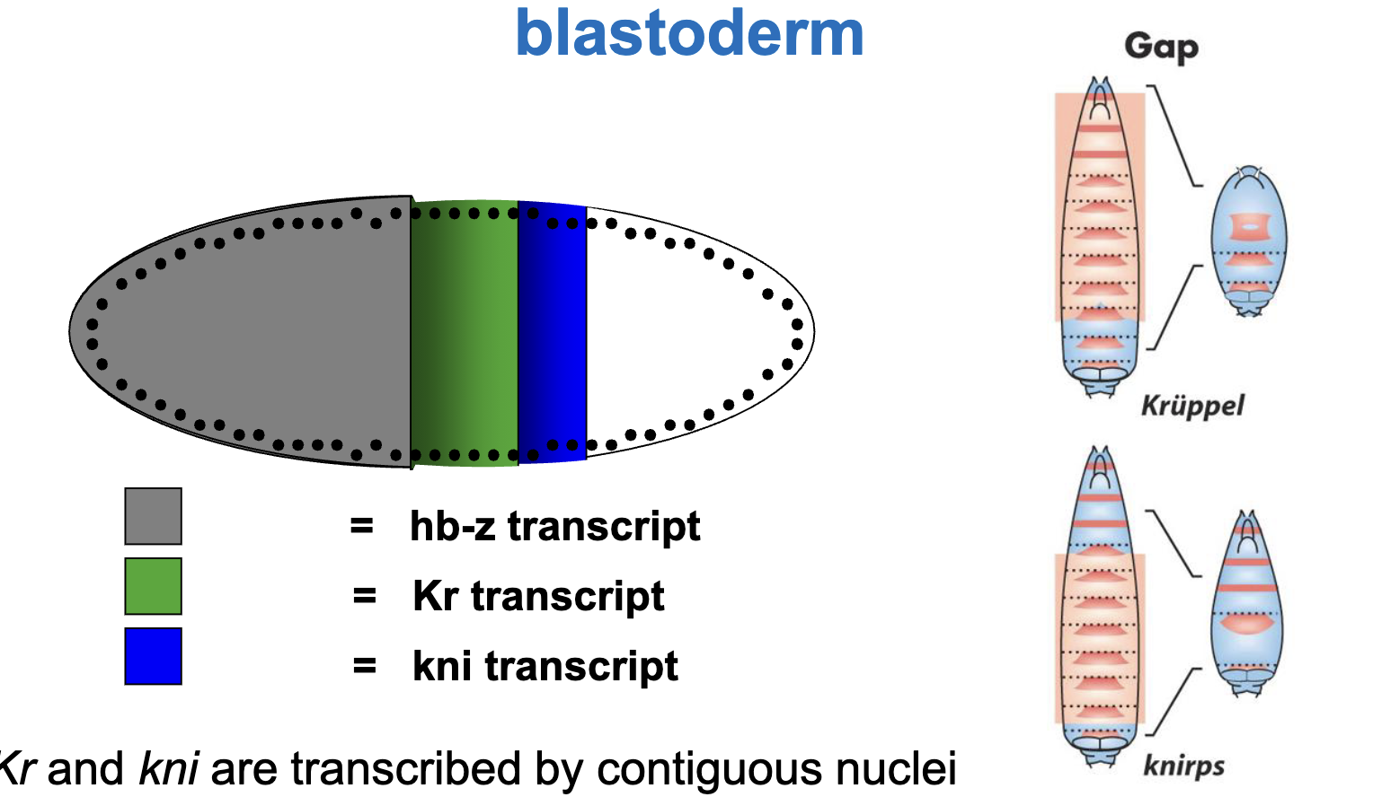 <ul><li><p><em>hb, Kr </em>and<em> kni </em>are transcribed by contiguous nuclei in specific regions of the embryo, with <em>hb</em> more anterior to <em>Kr</em> and <em>Kr</em> more anterior to <em>kni</em></p></li></ul><p></p>
