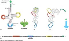 <p>A three-nucleotide sequence on tRNA that base-pairs with an mRNA codon.</p>