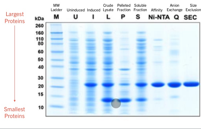 <p>How to determine the purity of your sample?</p>