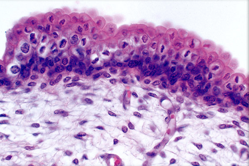 <p>tissue function </p>