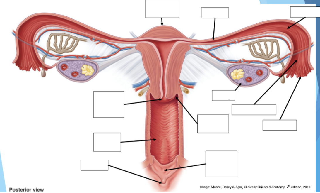 <p>Please label the posterior view of the uterus </p>