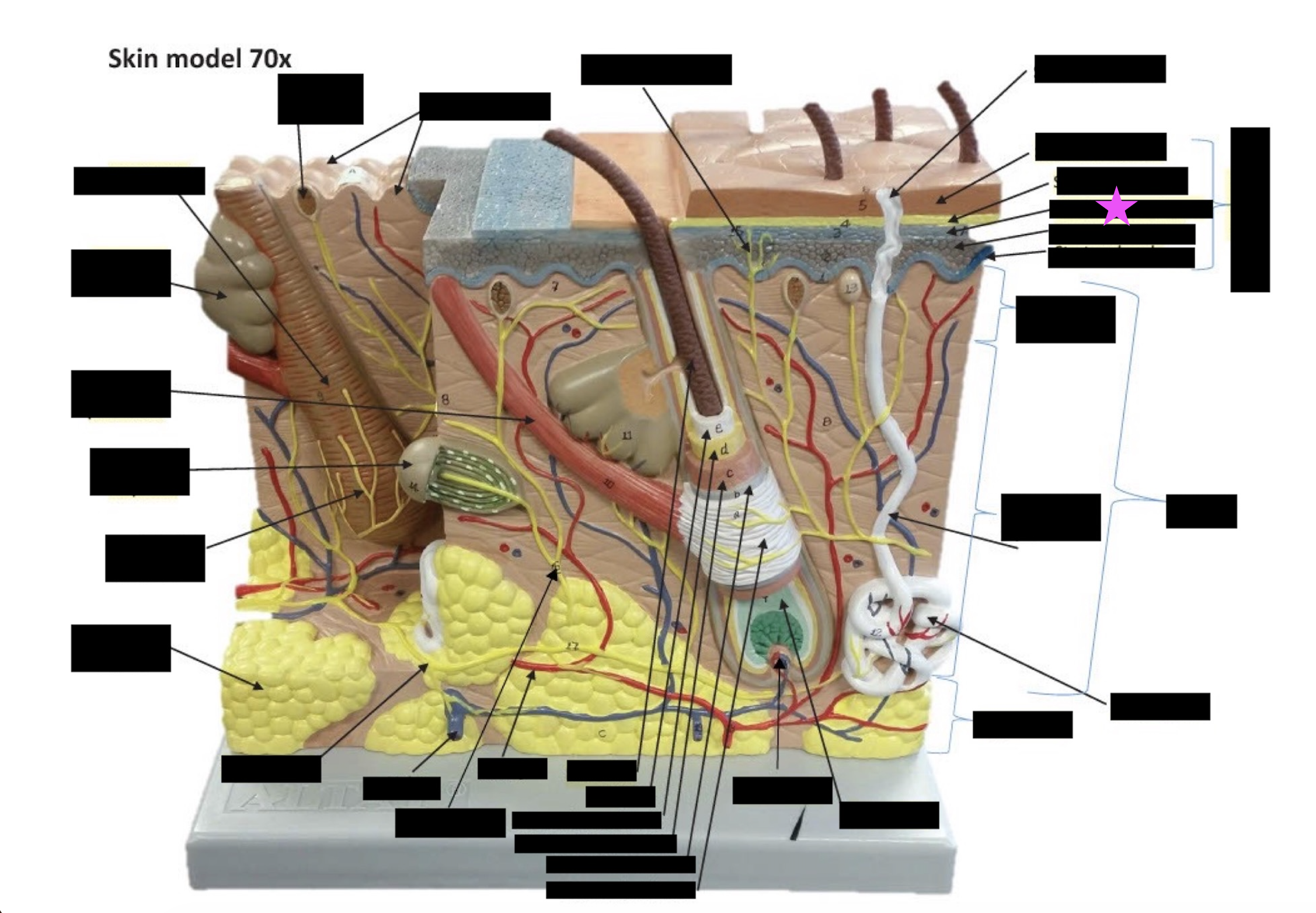 term image