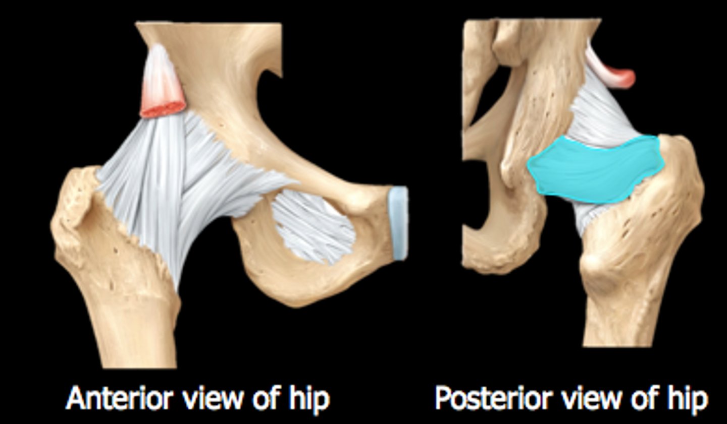 <p>spiral-shaped, posteriorly located ligament</p>