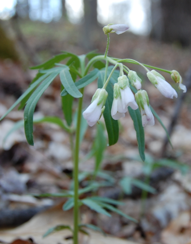 <p>Cardamine concatenata</p>