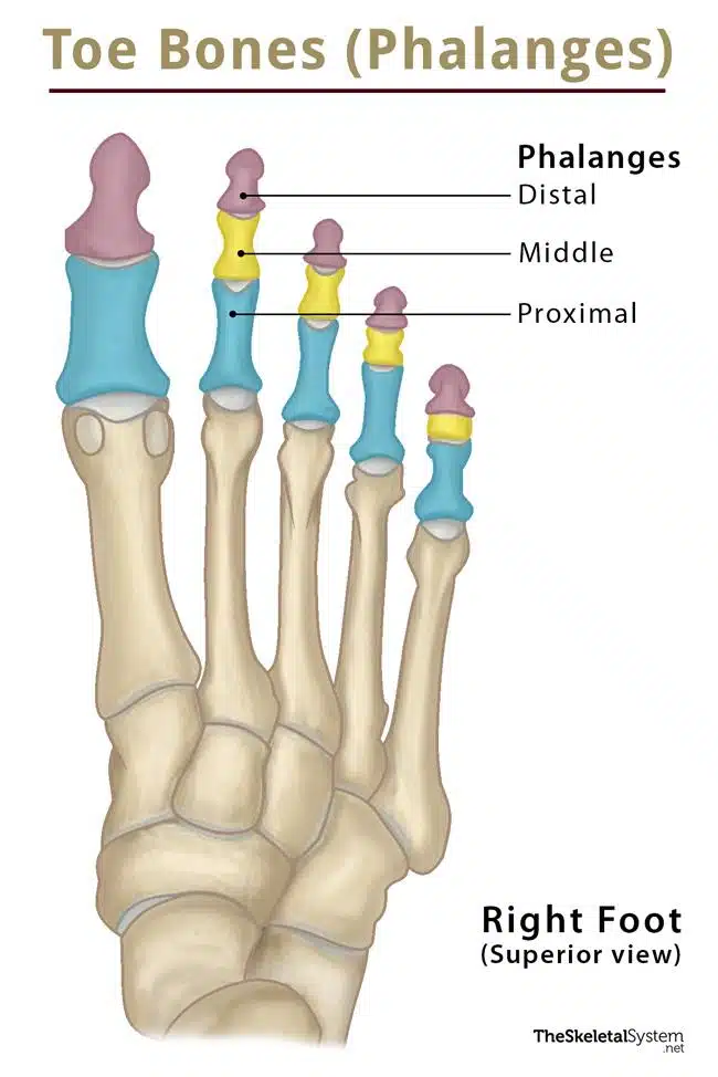 <p>toes have three bones</p>