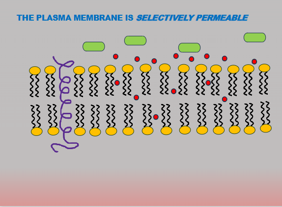 <p>The plasma membrane allows some molecules to pass through, but not others</p><p>Allows cytosol to differ from extracellular fluids.</p><ul><li><p>Example: cells keep different concentrations of sodium and potassium ions between the inside and outside</p></li><li><p>The Cell membrane (plasma membrane) is selectively permeable. This means that some molecules can go into the cell but not others: the cell regulates (controls) what can go into the cell</p></li></ul><p></p>