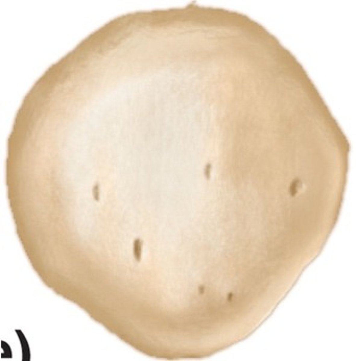 <p>Ex: Patella</p>