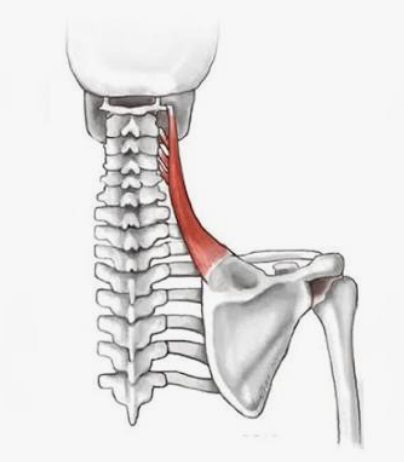 <p>Which muscle is this?</p>