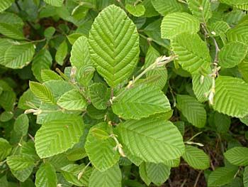 <p>Whos leaves are this?</p>