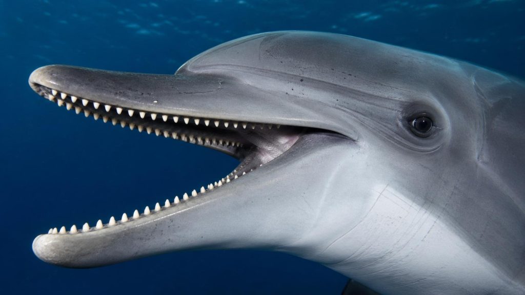<p>A _______ has teeth that are all the same size and structure (Ex: Dolphin)</p>
