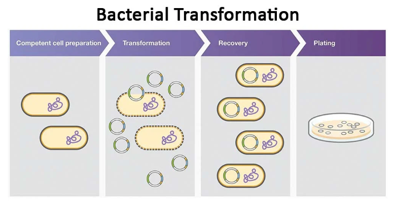 <p><span><strong>A method to introduce plasmid DNA in bacteria. </strong></span></p><p><span>To uptake the foreign DNA, the bacterial cells are made competent to receive the <strong>highly negatively charged DNA</strong>. Then the bacteria are shocked using hot/cold treatment. For the heat shock, the transformation mixture containing competent cells and plasmid DNA is incubated on ice to make them cold/numb. This <strong>slows fluid cell membrane</strong>. </span></p><p><span>Next the transformation mixture is quickly warmed up. The rapid change in temperature shocks the cells and increases permeability of the cell membranes.</span><br><span>Once the plasmid DNA enters the cells, the cell membrane must recover. For this purpose, the cells are kept in nutrient broth for a short period to gently recover the shocked cells. The recovered cell suspension is grown overnight on agar plates. </span></p><p><span>Plates containing antibiotic are used to select the transformed cells. The bacteria appear as translucent colonies on some of the agar plates. Each colony represented a single transformed cell (clone).</span></p><p><br><span>LB agar plates<strong> without antibiotic</strong> are used as <strong>controls </strong>to demonstrate that the cells were alive and survived the transformation.</span><br><span>LB agar plates <strong>with antibiotic </strong>are used to <strong>select the transformed cells</strong>. These cells are the antibiotic-resistant phenotype and grow in presence of the antibiotic.</span></p>