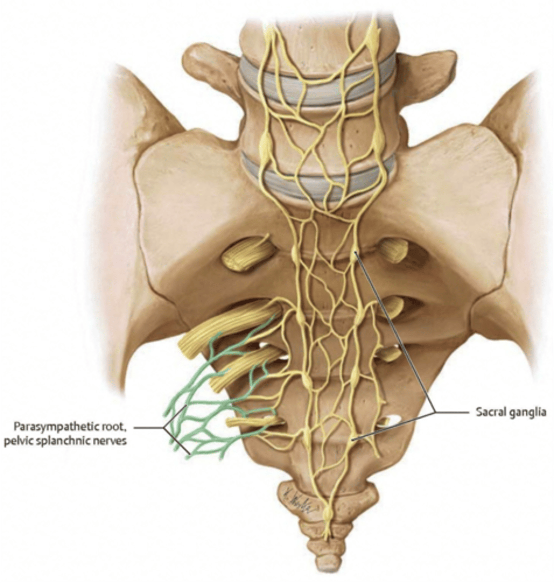 <p>where do the pelvic splanchnic nerves originate from?</p>