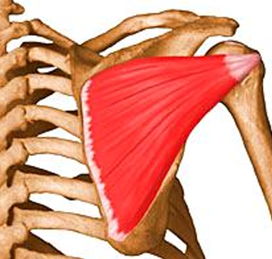 <p>m. infraspinatus, i</p>