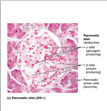 <ul><li><p>located behind stomach</p></li><li><p>functions as endocrine and exocrine gland</p><ul><li><p>exocrine: produces digestive enzymes</p></li><li><p>endocrine: produces insulin and glucagon, hormones that act to regulate blood sugar levels</p></li></ul></li></ul><p></p>