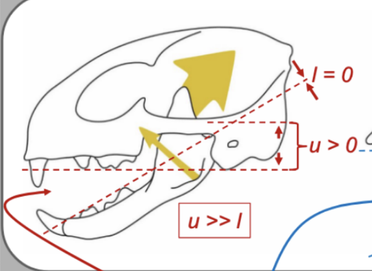 <p>Toothrows will (shear/grind) if the perpendicular distances between toothrows and the jaw joint are not equal, or if one toothrow is above and/or the other below the joint.</p>